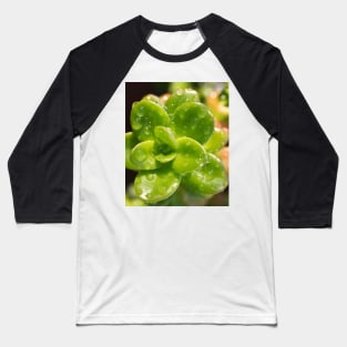 Sedum Baseball T-Shirt